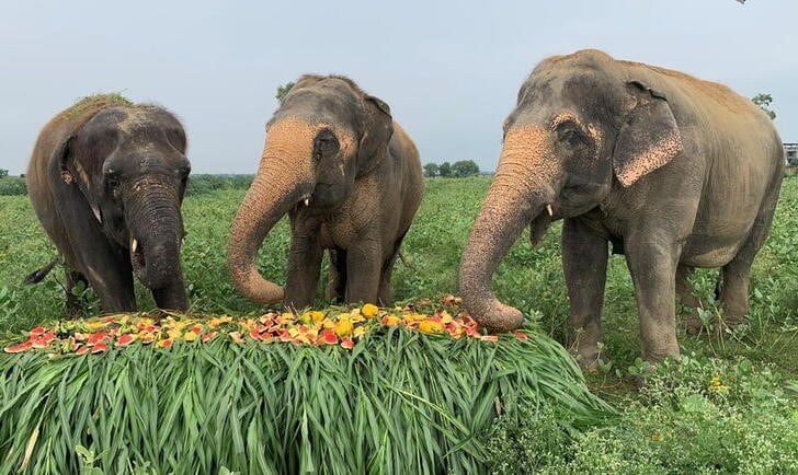 La trompa de los elefantes tiene una fuerza de 86,4 Newton. REUTERS/Sunil Kataria