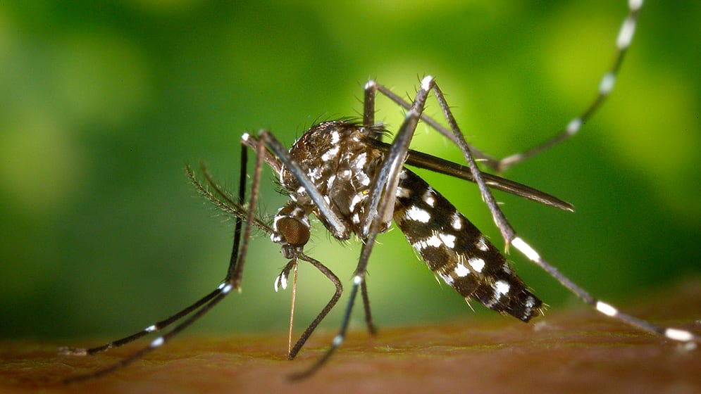 dengue