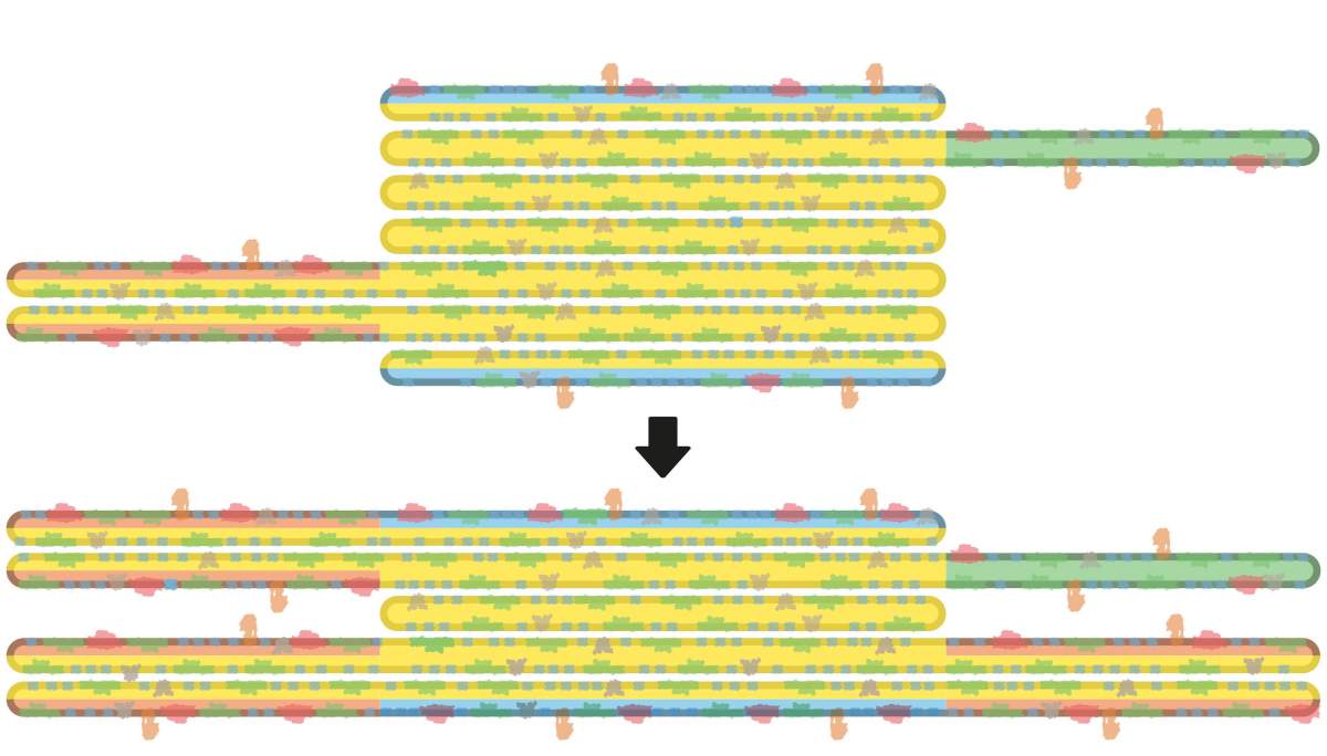 Diagrama que muestra los cambios en la estructura espacial de las membranas de los cloroplastos durante la transición de la oscuridad (arriba) a la luz (abajo). (imagen Instituto Weizmann)