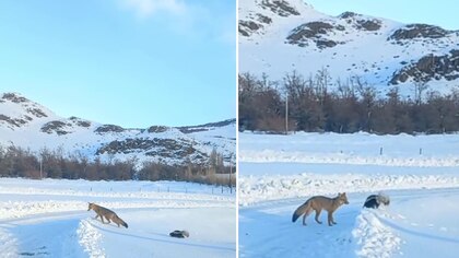 Una amistad impensada: un zorro y un zorrino se mantuvieron unidos en la nieve de El Chaltén y el video se hizo viral