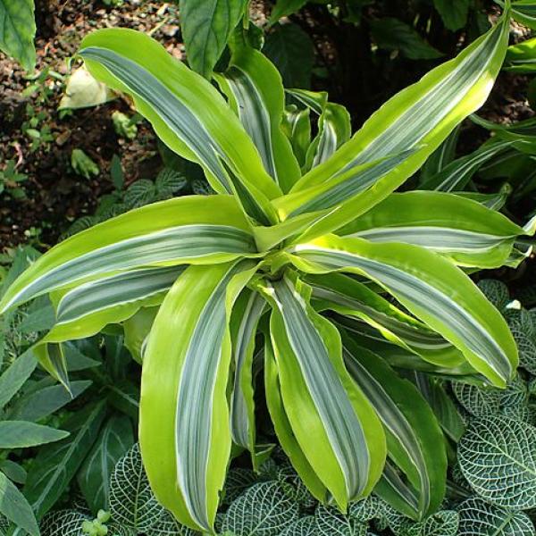 Descubre cómo esta planta originaria de África Occidental ha encontrado en Perú un entorno ideal y se ha ganado su reputación gracias a sus beneficios tanto estéticos como de salud.
Foto: Mundo Deportivo