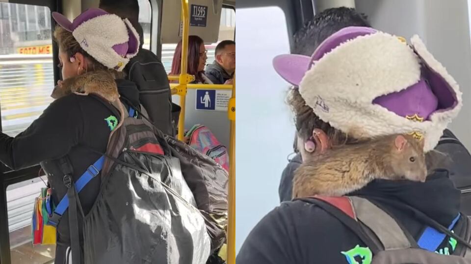 Rata mascota - Transmilenio