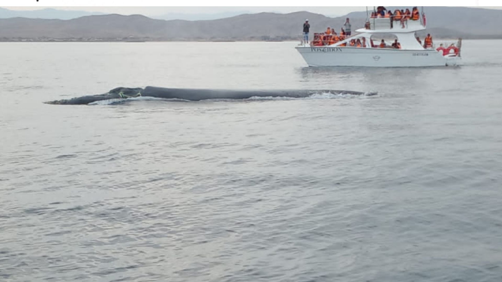 ballenas en Perú