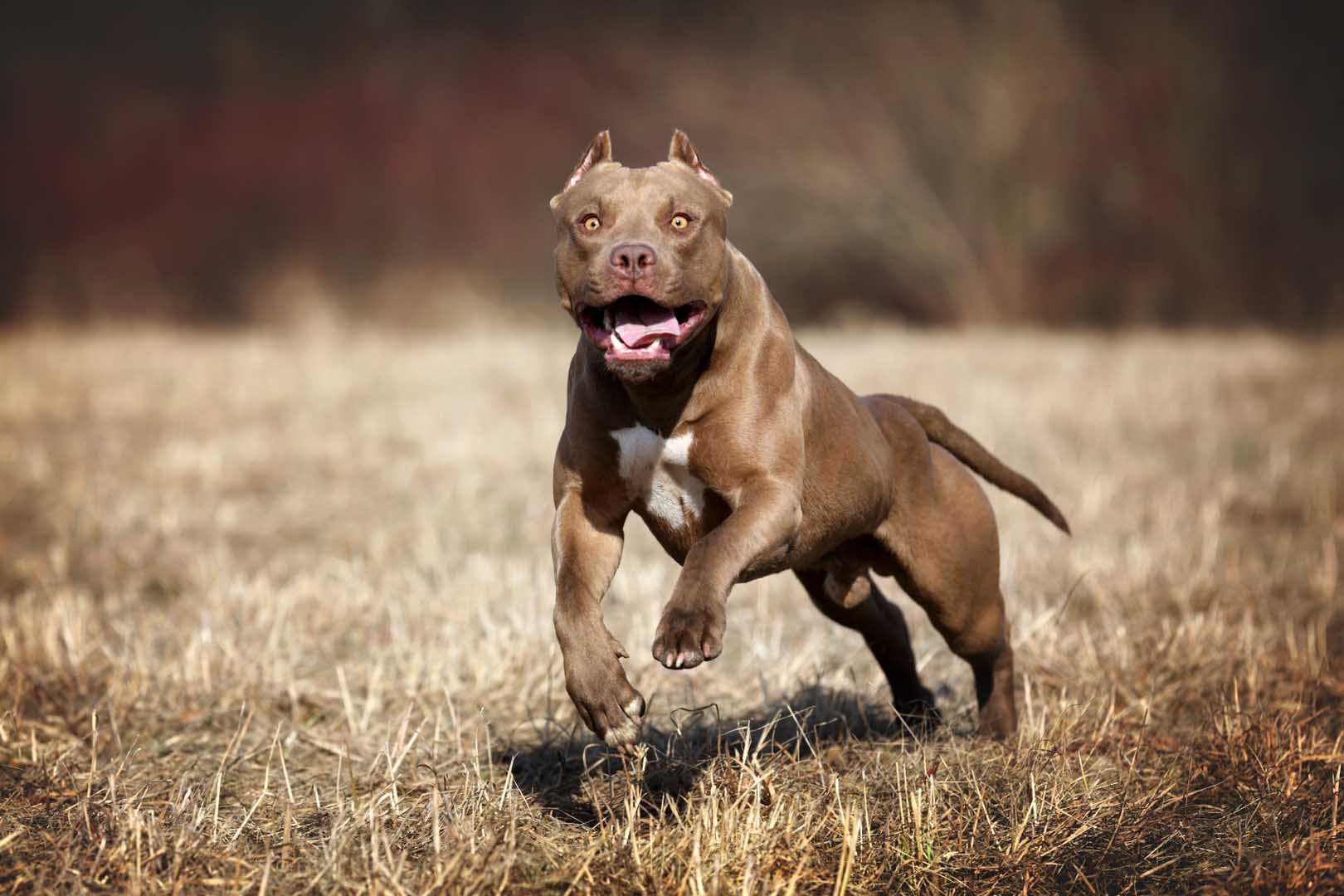 perros nuevas