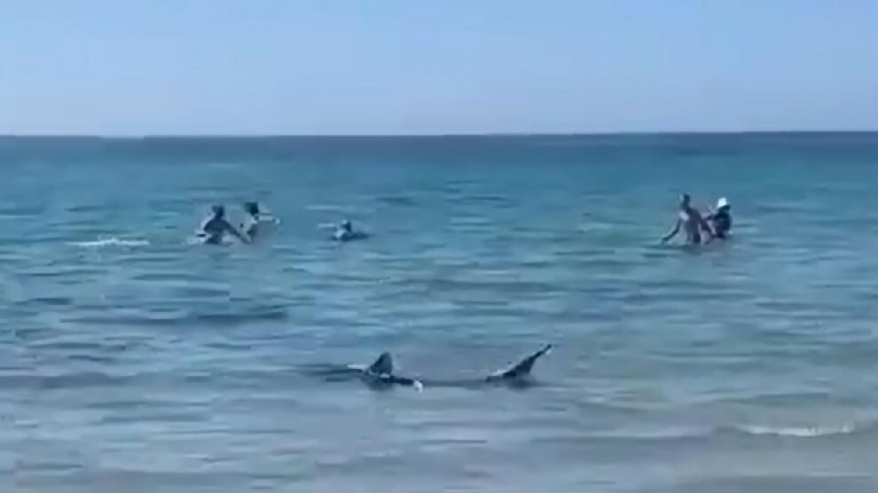 Un tiburón asusta a los bañistas en una playa de Orihuela. (Twitter: @FatimaDones)