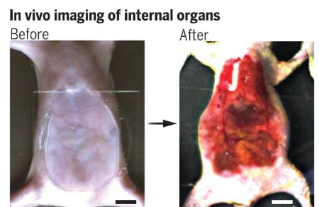 Abdomen de un ratón antes y después de utilizar la pomada (Universidad de Standford)