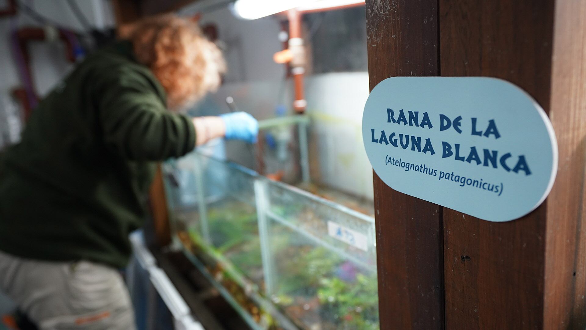 Fundación Temaiken ranas de Laguna Blanca