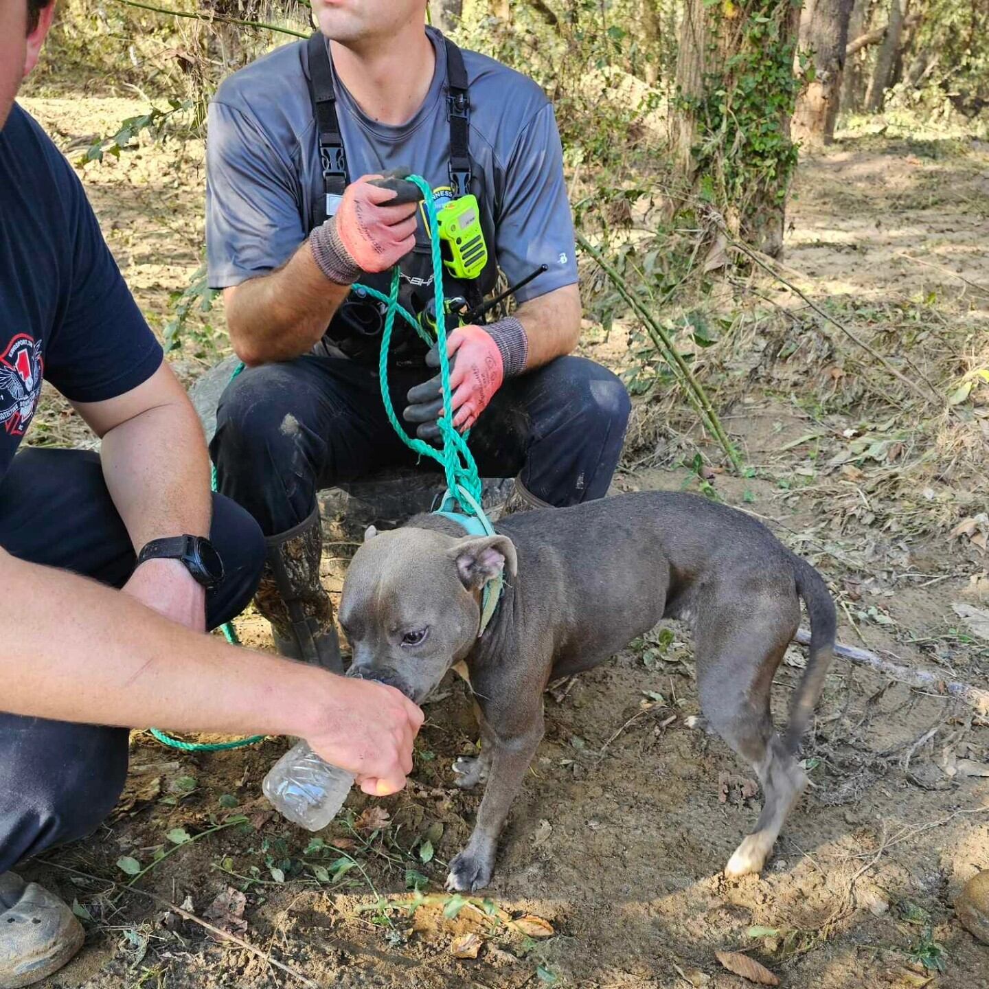 Athena recibiendo atención por parte de los rescastists después de estar varios días arriba del árbol