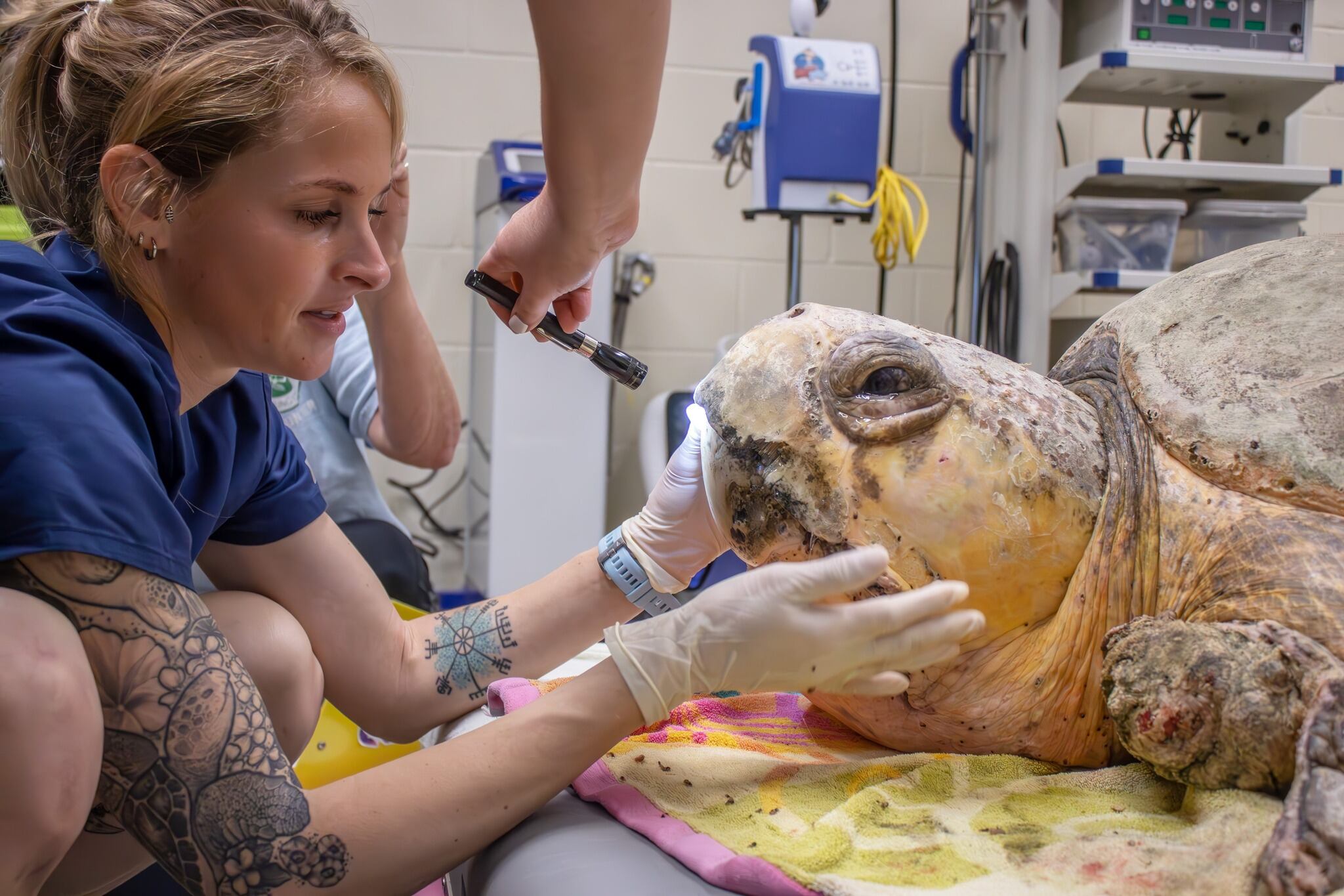 Bubba es una de las tortugas bobas más grandes que hayan sido cuidadas por el Brevard Zoo.