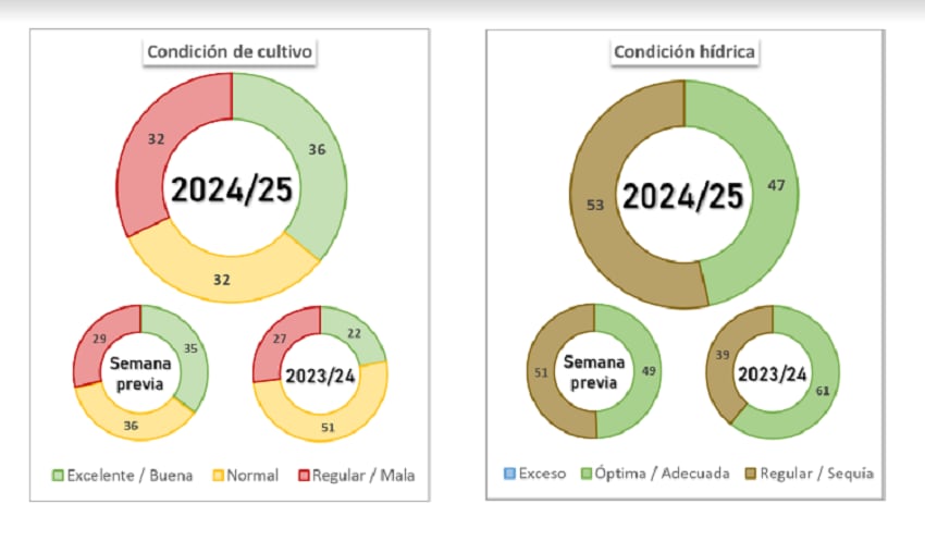 Trigo, condición del cultivo en la campaña agrícola 2024/25