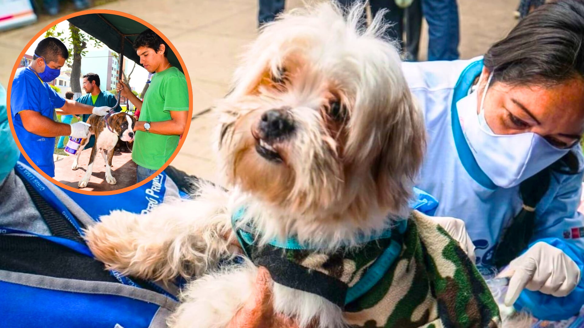 Los vecinos de estos distritos podrán acceder a numerosos servicios veterinarios gratuitos para proteger la salud de sus mascotas. (Fotocomposición Infobae Perú/ Andina)