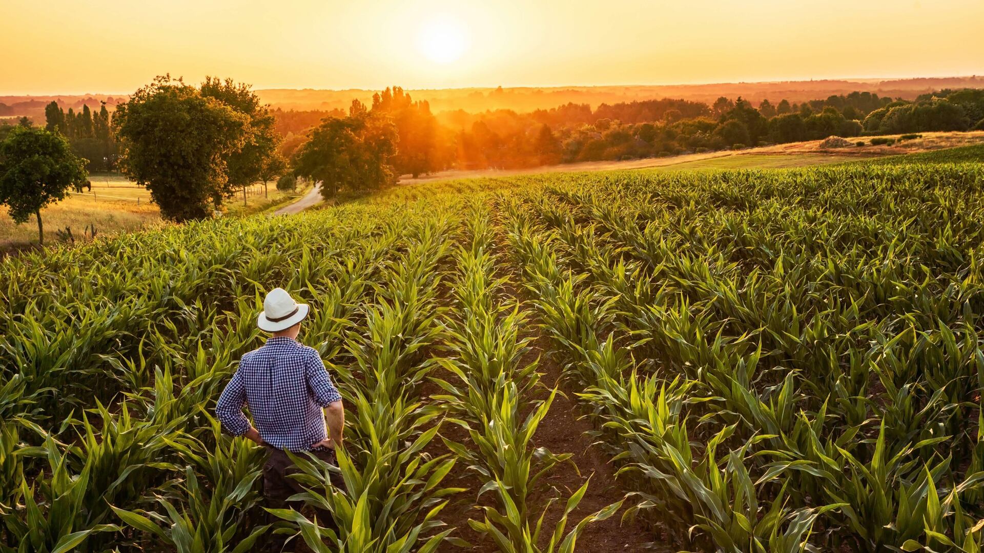 El rol de los ingenieros agrónomos en todo el país es fundamental en múltiples aspectos del sector agrícola y alimentario.