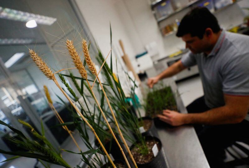 Plantas de trigo genéticamente modificado con una cepa llamada HB4, que tiene un gen que lo ayuda a tolerar mejor la sequía, son retratadas dentro del laboratorio de Bioceres Crop Solutions en Rosario, Argentina. REUTERS/Agustín Marcarian