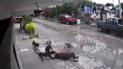 Mujer de la tercera edad fue brutalmente atacada por perros en Querétaro I VIDEO
