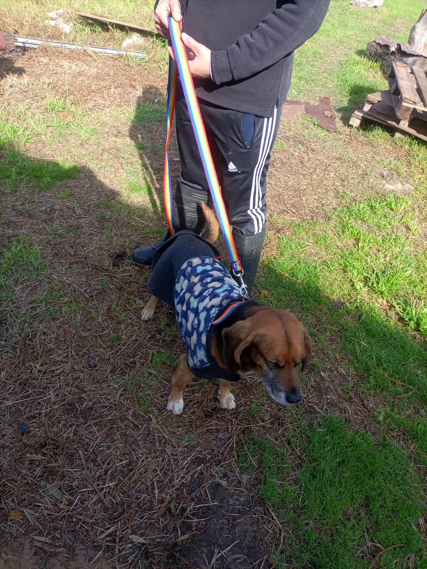 Imputaron a la mujer que abandonó al perro en Parque Roca