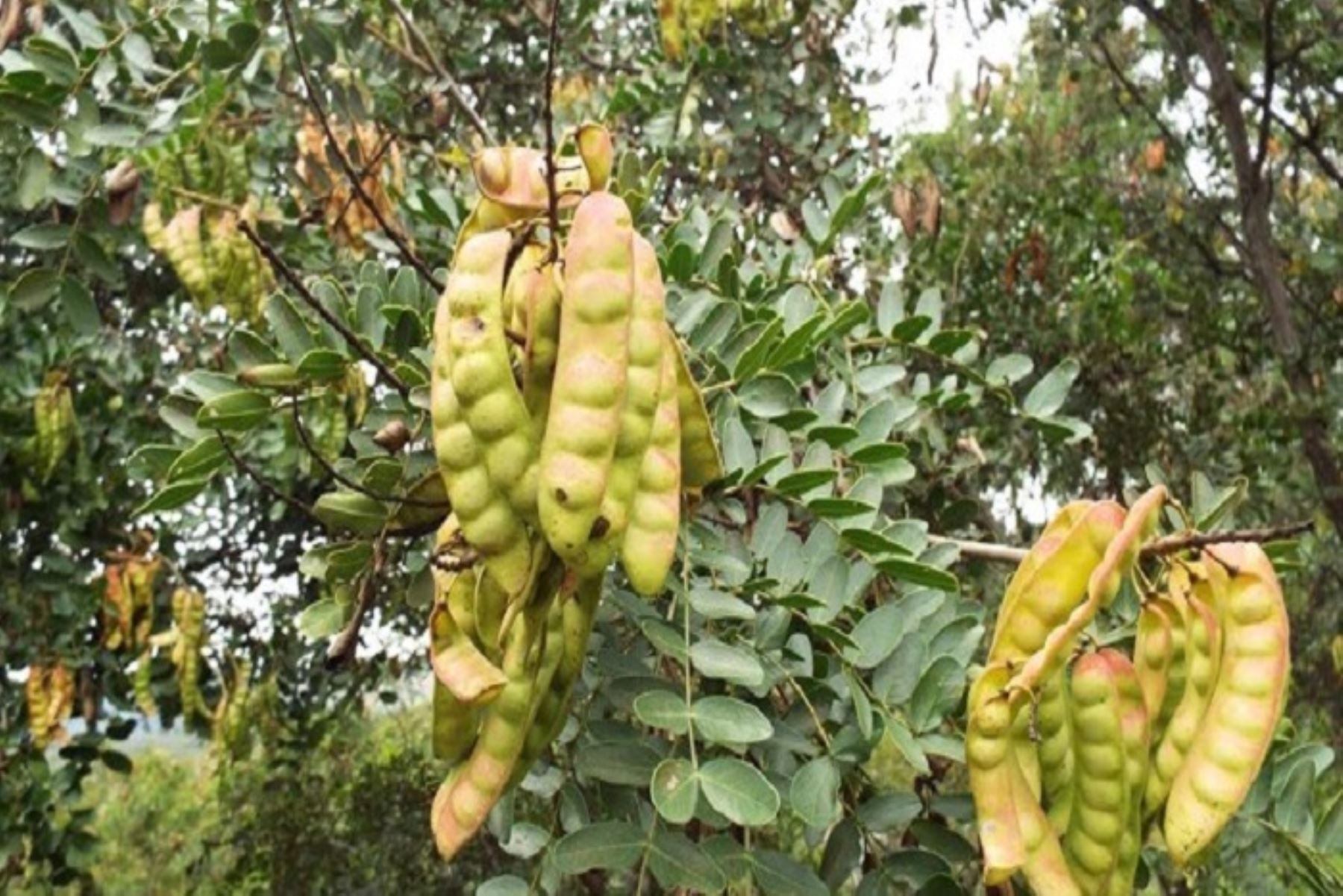 Tara: la planta que utilizaban los Incas para tratar enfermedades respiratorias, garganta, infecciones vaginales y para enjuagatorios bucales como el dolor de muelas