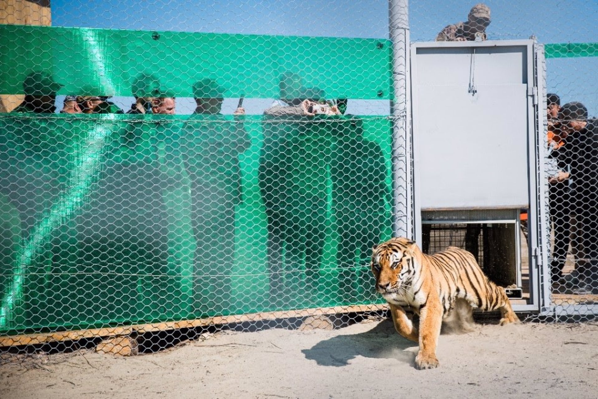 Un hito histórico: vuelven tigres a Kazajistán tras estar extintos durante 70 años