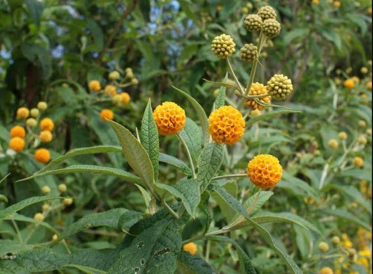 Un campo de la planta medicinal matico (Ecocosas)