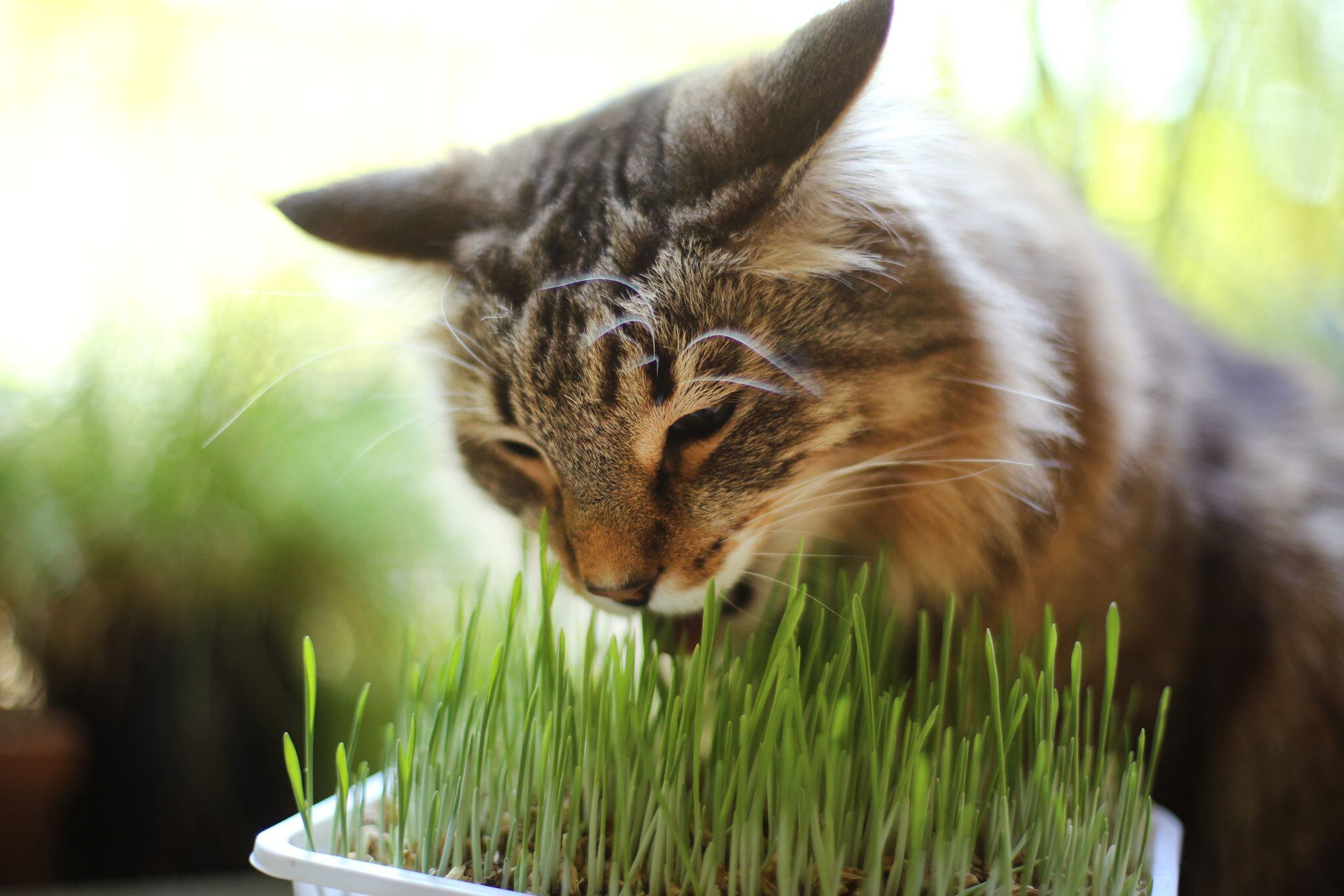 Es común que los gatos se sientan atraídos por plantas del hogar y tiendan a masticarlas (DPA)