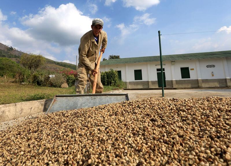 Las notas de frutas tropicales, cítricos, chocolate y caramelo destacan en el café de esta región - crédito Reuters