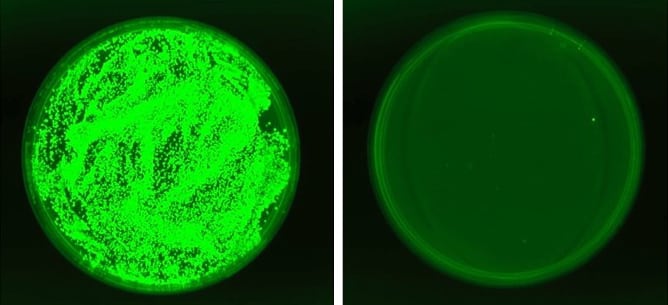 Tejido renal de ratones inmunodeprimidos con candidiasis invasiva. La cándida (verde fluorescente) normalmente prospera sin cesar (izquierda), pero su crecimiento se retrasa en los ratones expuestos a la nueva levadura (derecha) (Instituto Weizmann)