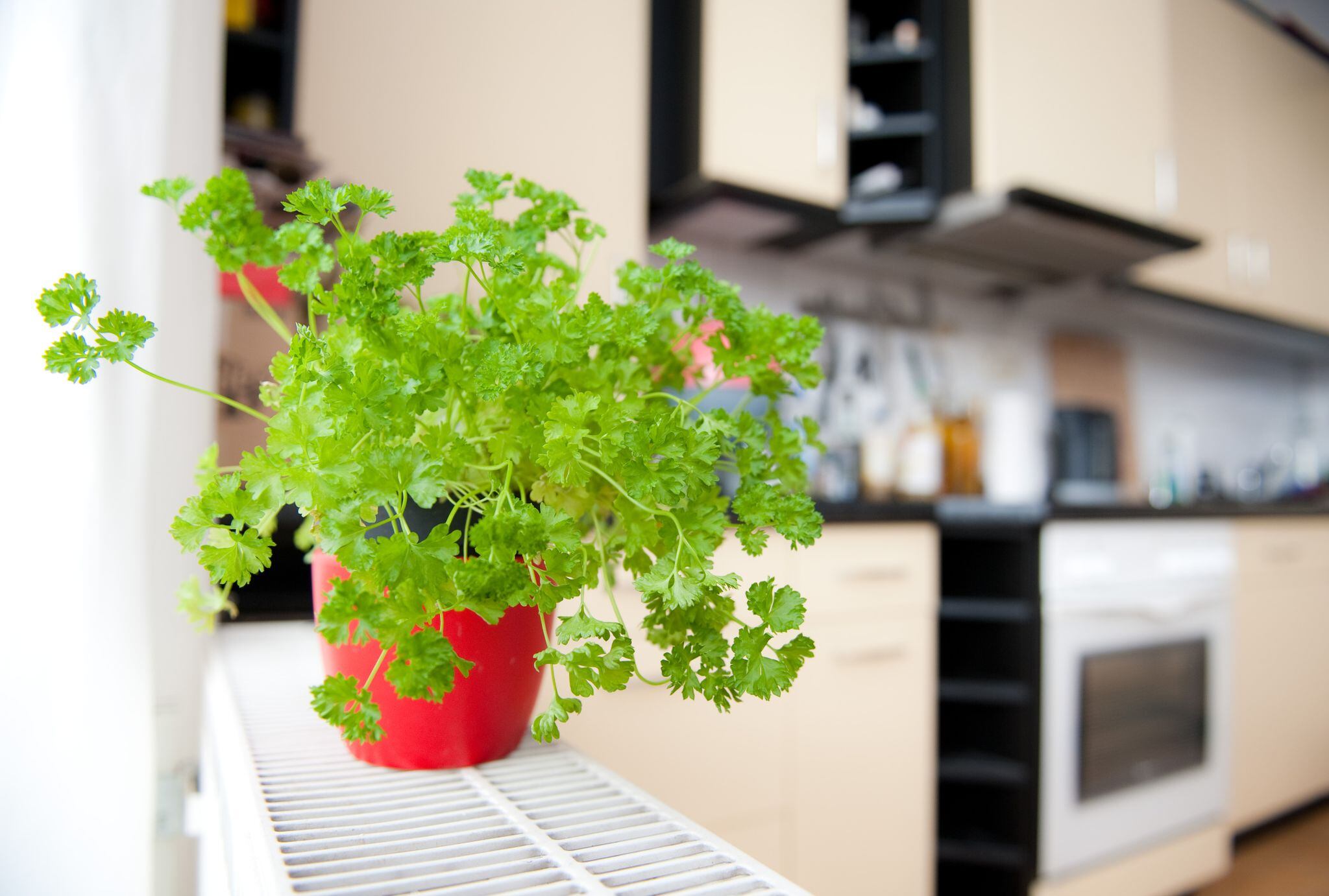 El perejil, además de ser un ingrediente culinario, ofrece una frescura aromática y es ideal para interiores en semisombra (Andrea Warnecke/dpa)