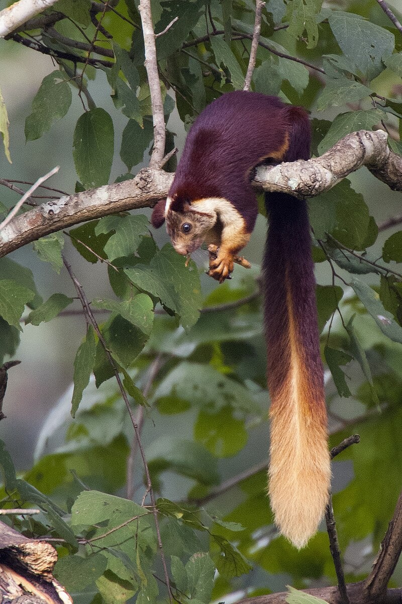 Ardillas, especies de ardillas, mascotas, animales, India, gigantes pelaje, multicolor