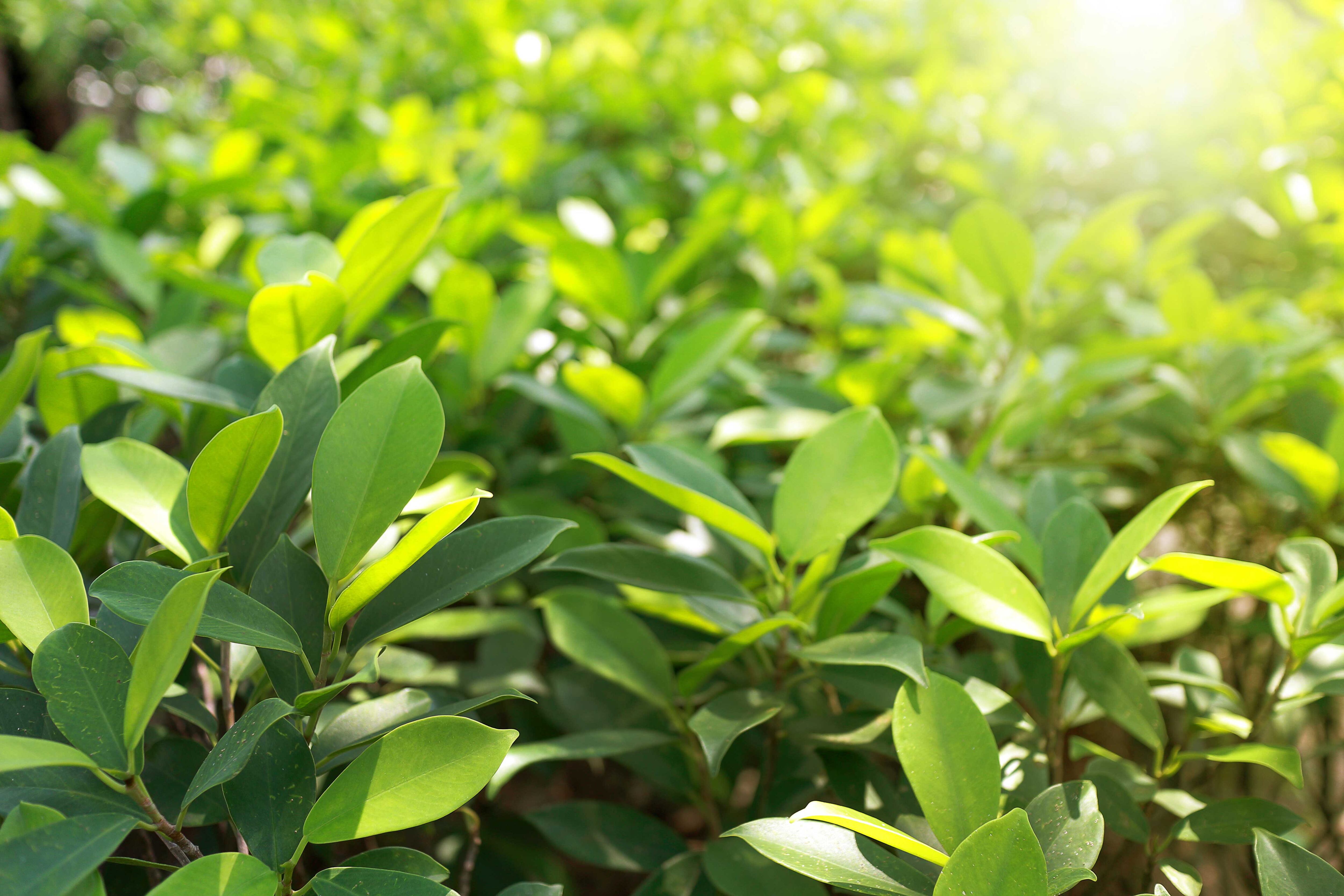 Esta planta es la base para una de las infusiones más populares del continente (Shutterstock)