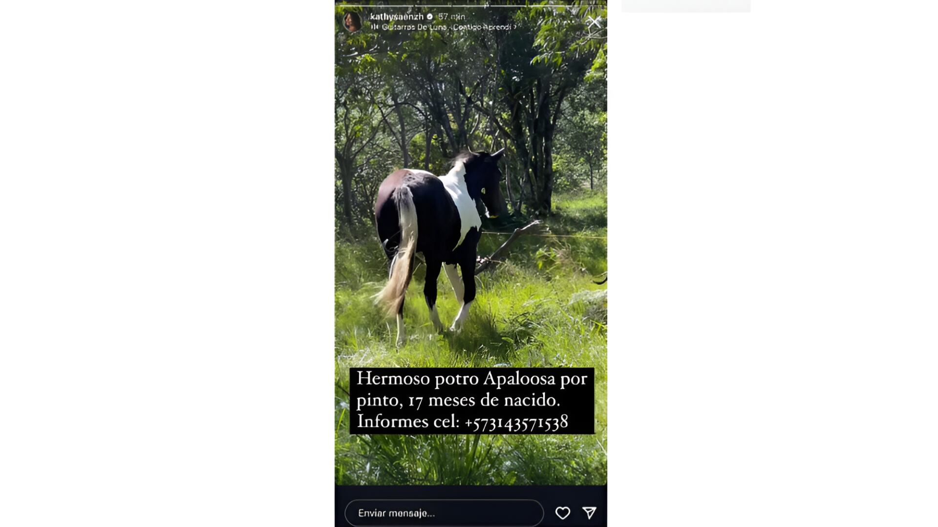 En la historia publicada por Kathy Sáenz en Instagram, se puede ver una foto del animal, quien se encuentra dentro de las propiedades de la pareja y da un poco más de información sobre la raza del potro - crédito @kathysaenzh/Instagram