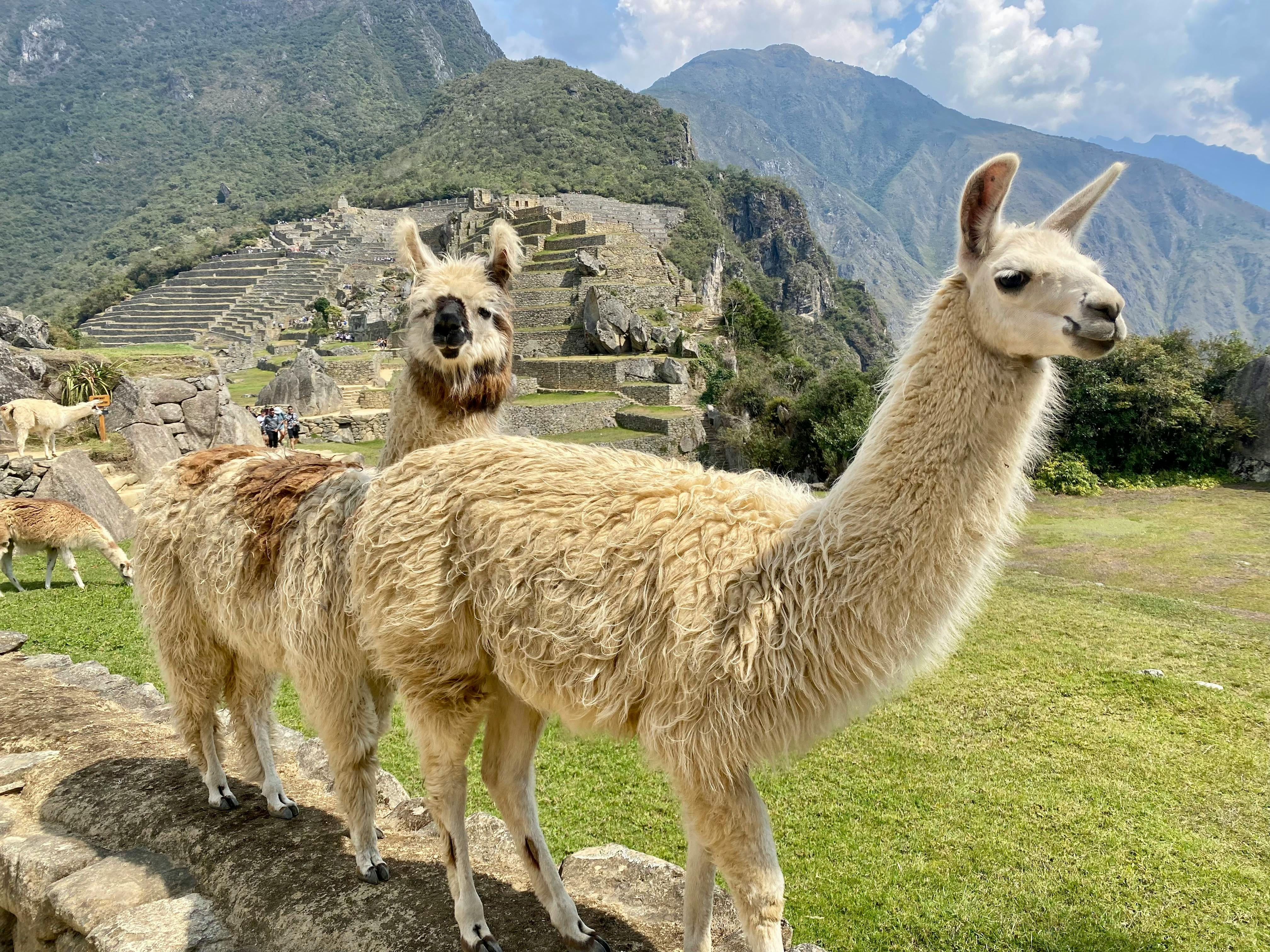 Un grupo de llamas (Pexels)