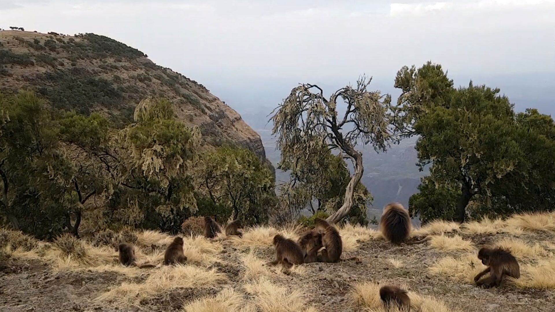 Etiopía convivir con primates