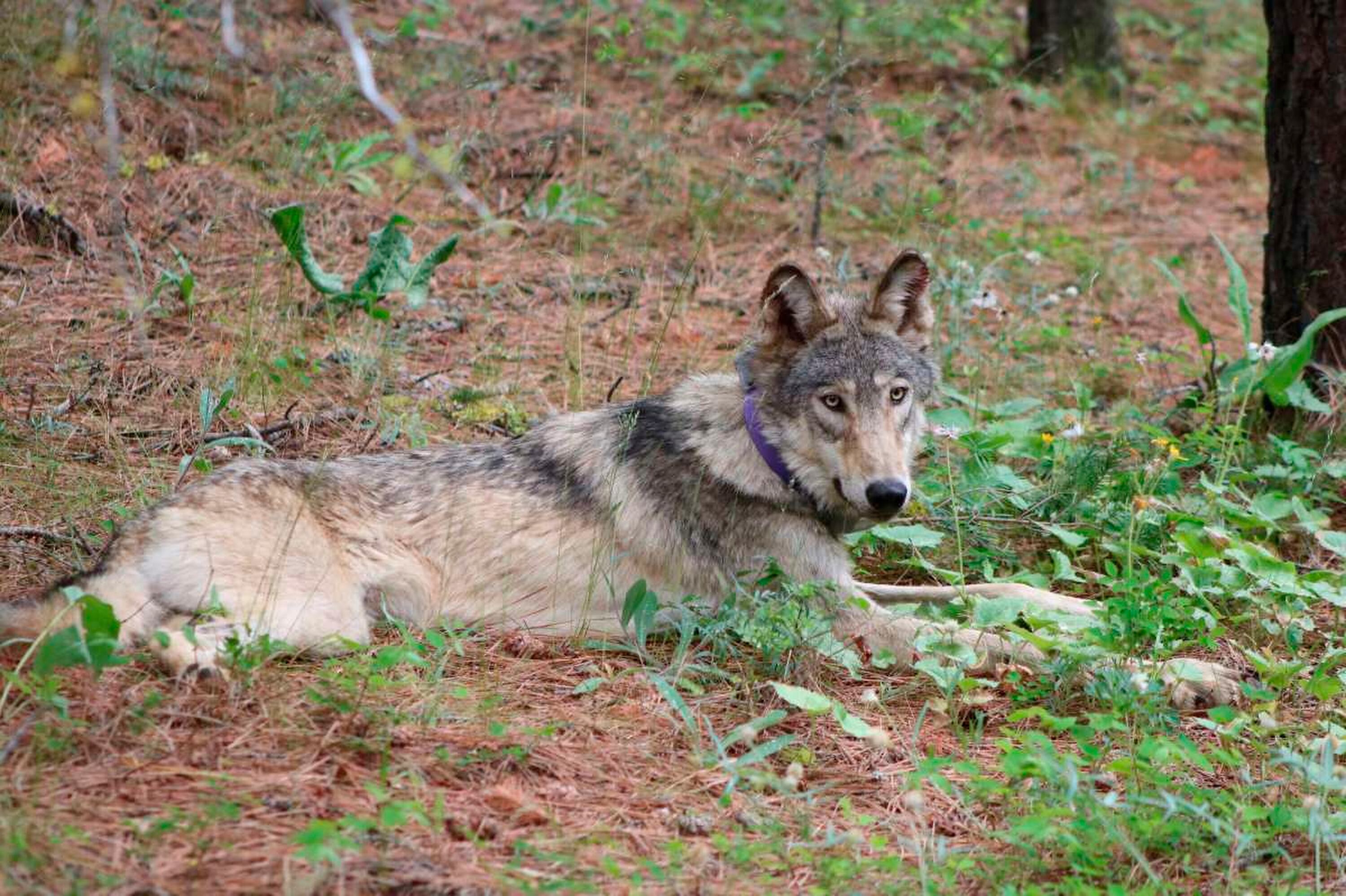 En California, la población total de lobos grises alcanza los sesenta y cinco ejemplares este año.  (Servicio de Pesca y Vida Silvestre de California)