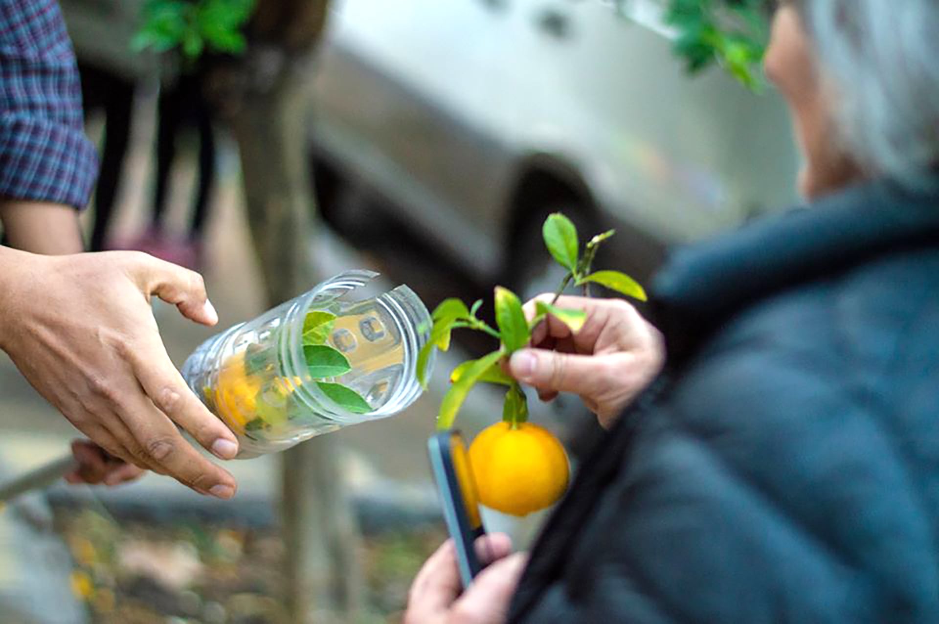 El naranjo amargo es el árbol que da las naranjas (Archivo)