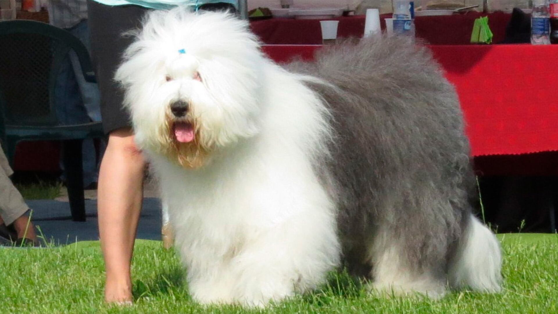 Este canino es ampliamente reconocido por su pelaje largo y lanoso, sus ojos están completamente por el mismo