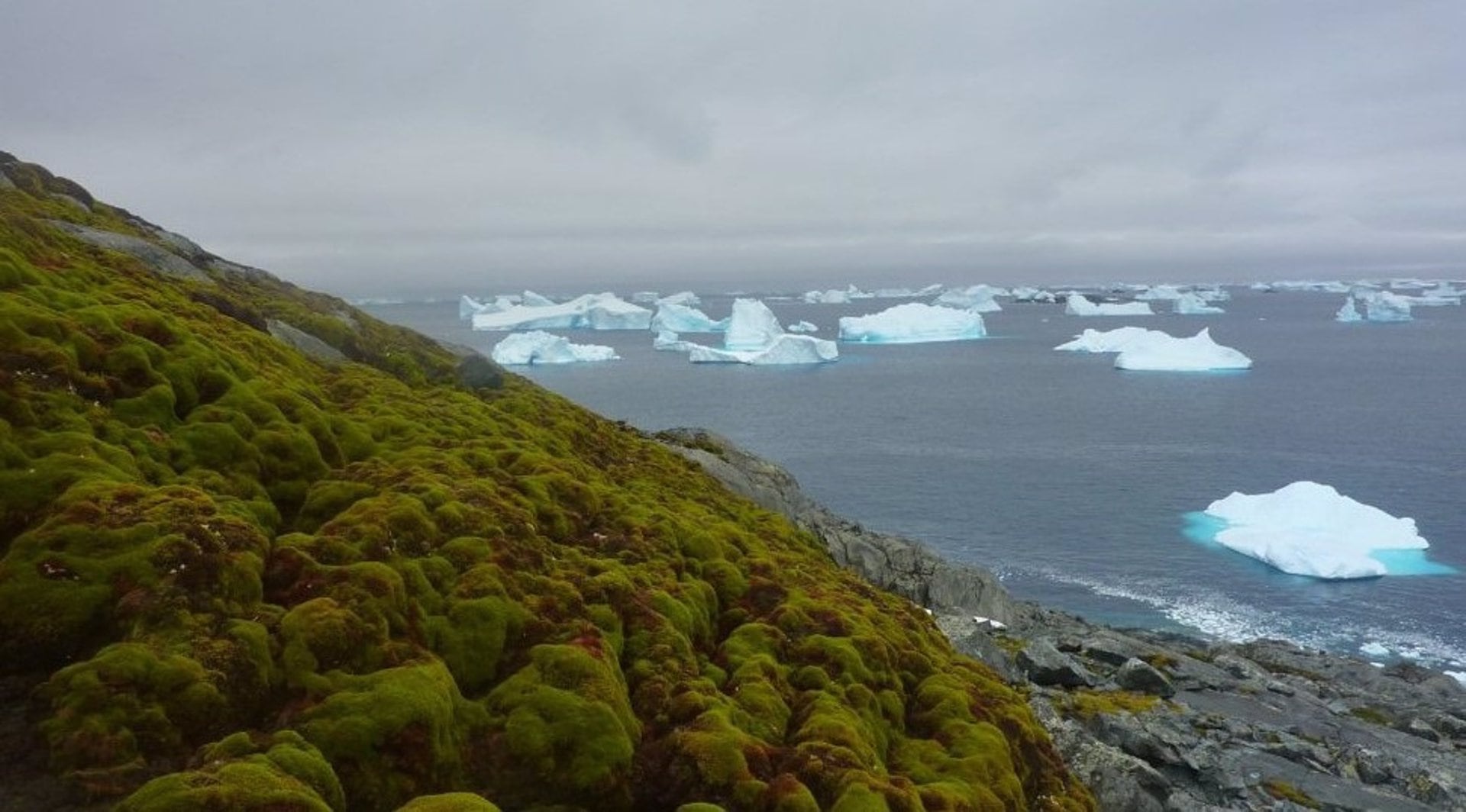 La Península Antártica reverdece un ritmo alarmante