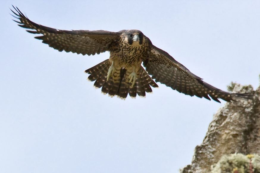 Los halcones peregrinos prefieren construir sus nidos en acantilados y otras estructuras elevadas, proporcionando un entorno seguro para sus crías (Europa Press)