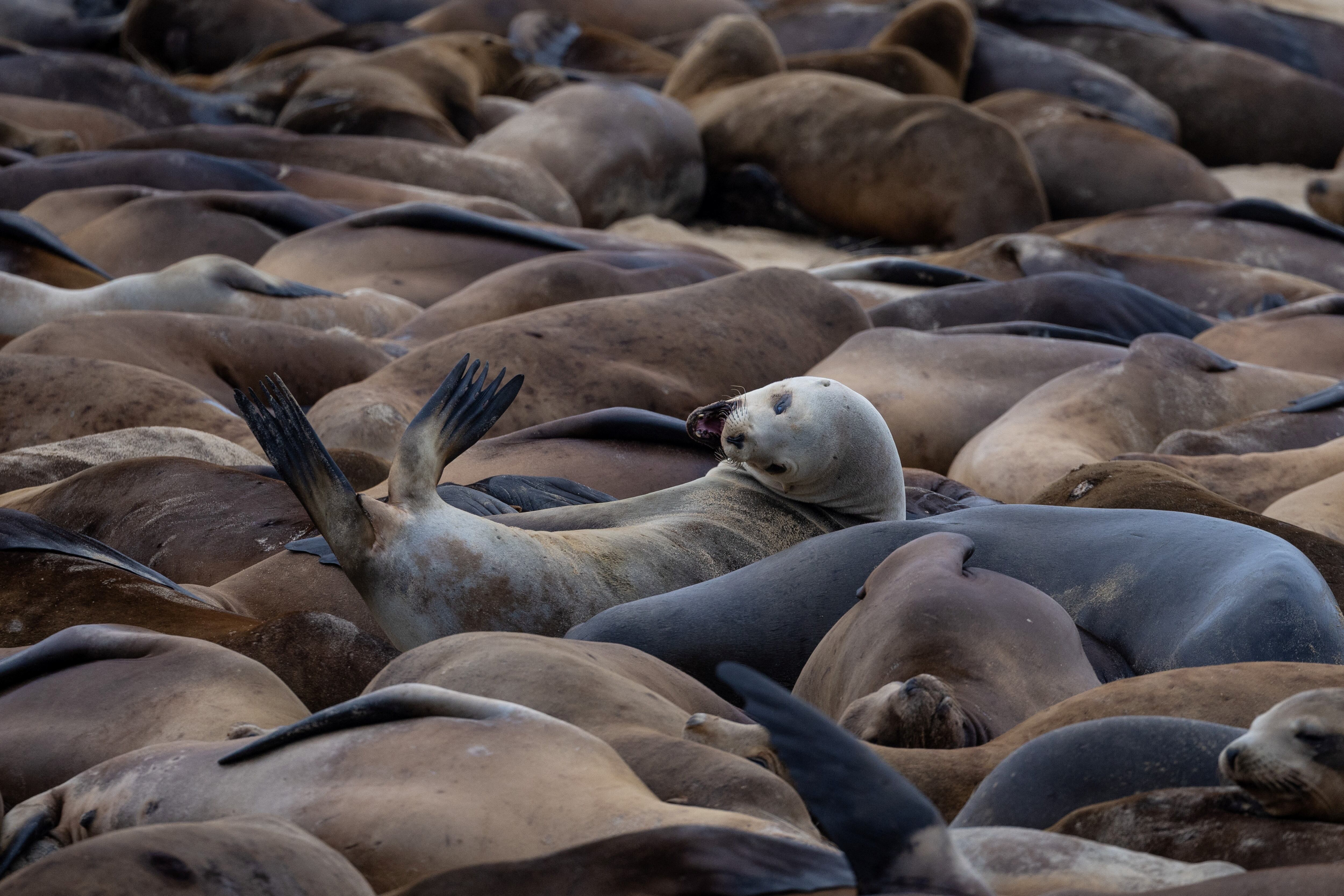 El Santuario Marino Nacional estima que los leones marinos permanecerán en la playa por varias semanas. (REUTERS/Carlos Barria)