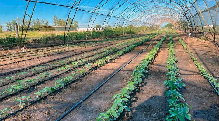 La “Tango 4S” podría representar un cambio significativo para la agricultura argentina