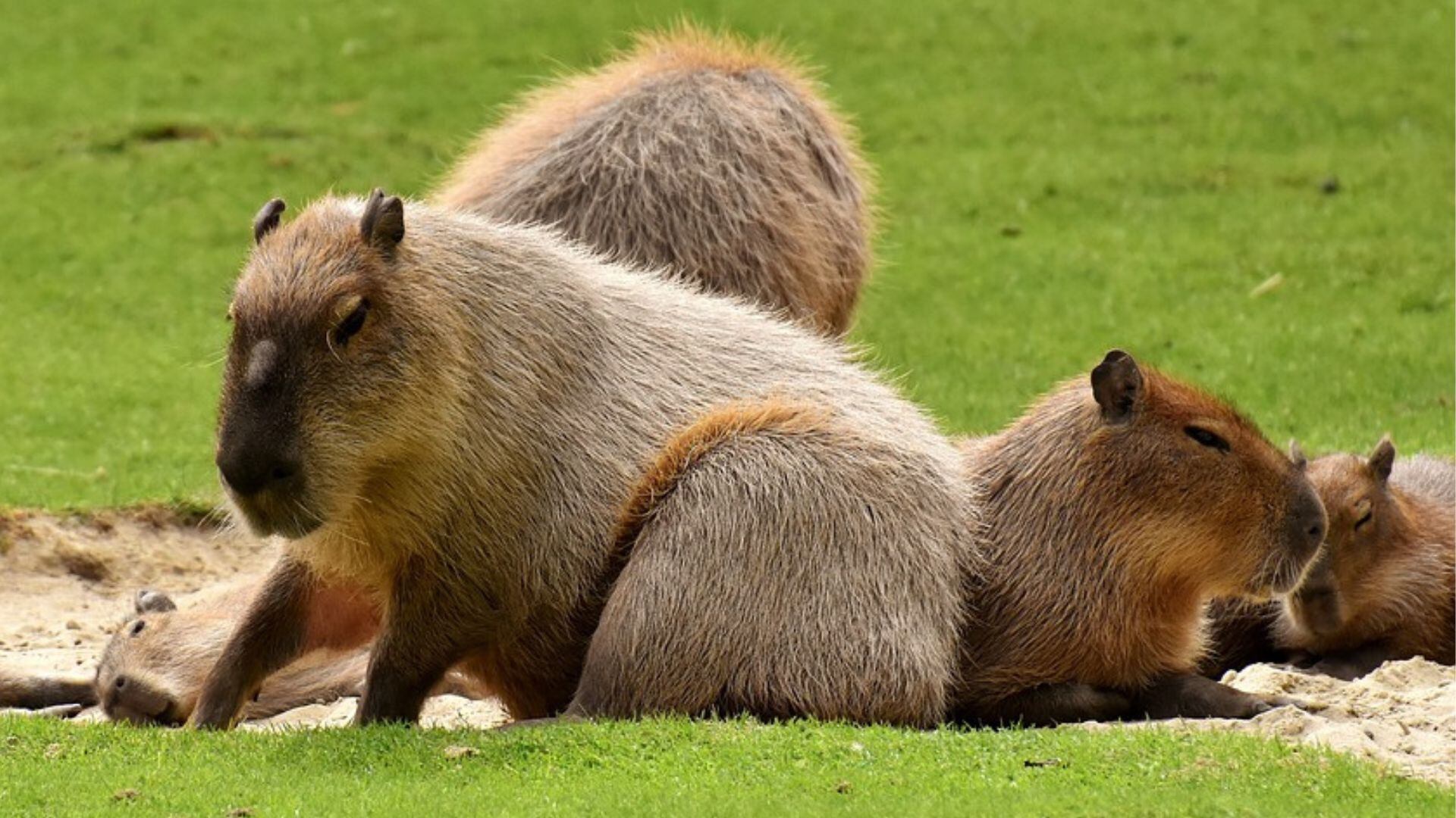 Cuál es el secreto de los capibaras, el animal más sociable del mundo (Pixabay)