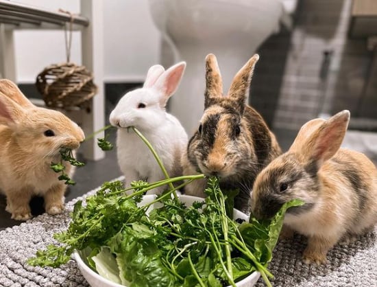 Honeybun era una coneja ejemplar, sin embargo, sus hijos le enseñaron a portarse mal. (Instagram/honeybun.bun) conejos, mascotas, animales, Honeybun, Instagram, embarazo, crías