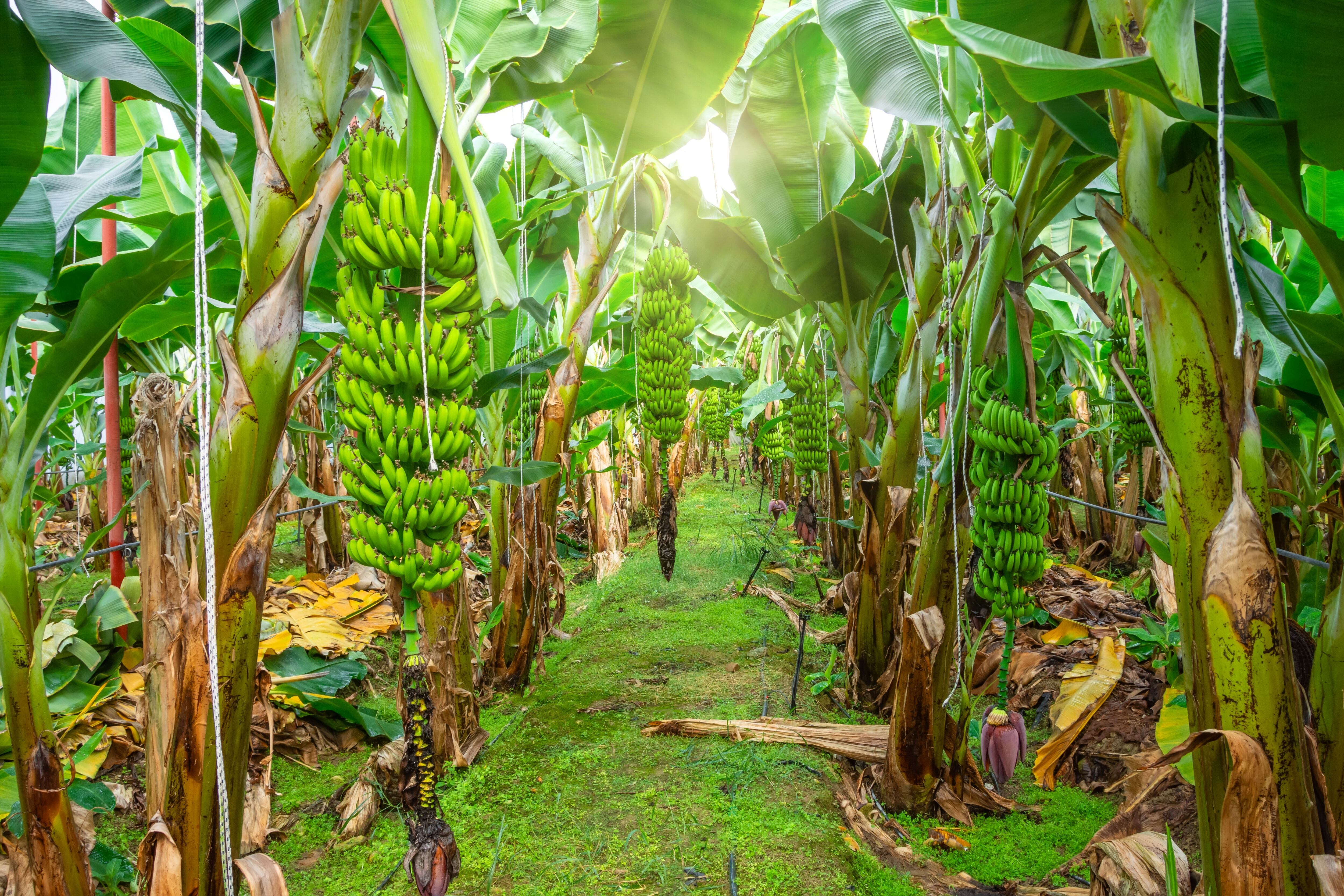 Banano Ecuador