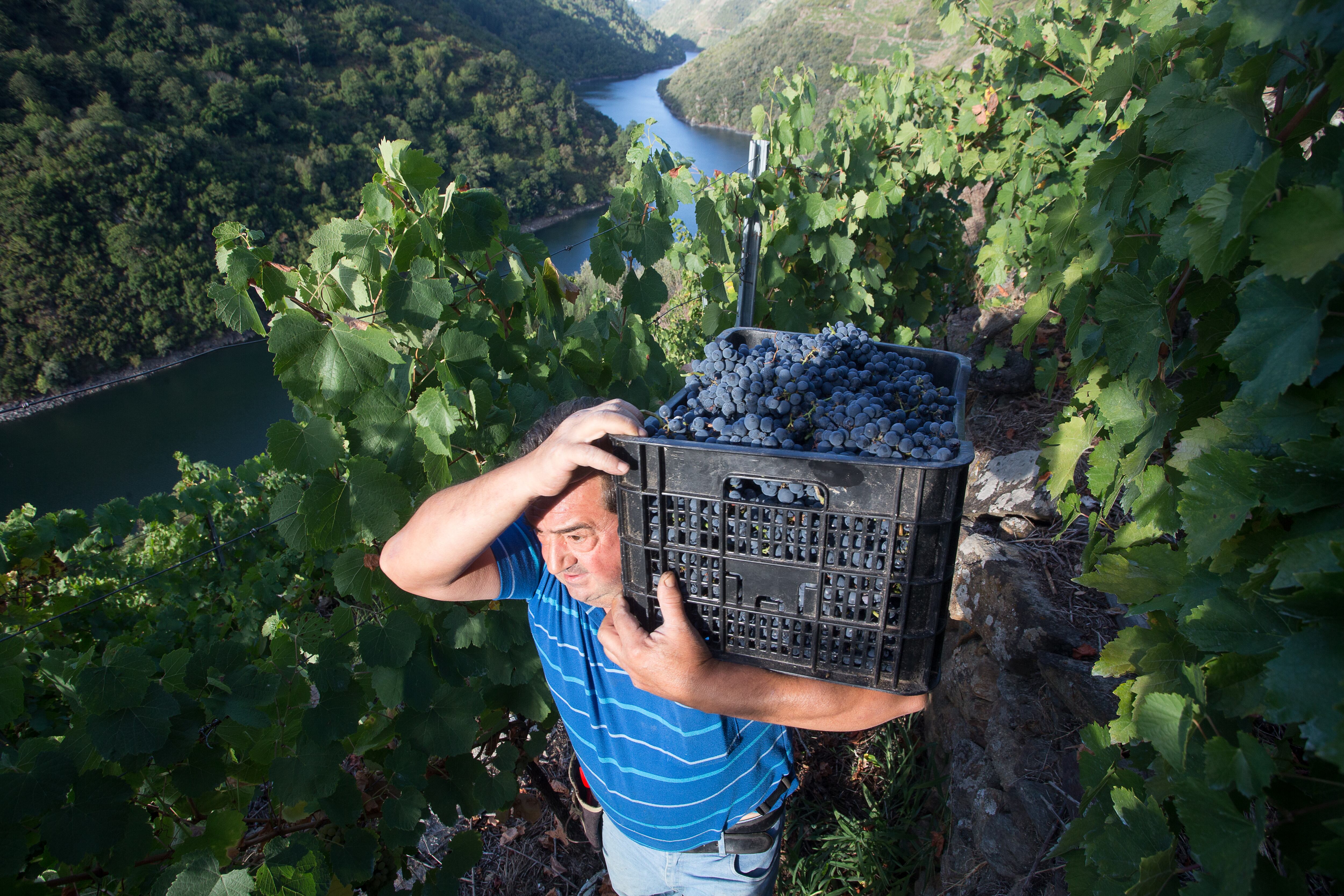 Un vendimiador transporta en una caja parte de la cosecha recogida en el viñedo de la Bodega Algueira de la D.O. Ribeira Sacra de Lugo. (Carlos Castro/Europa Press)
