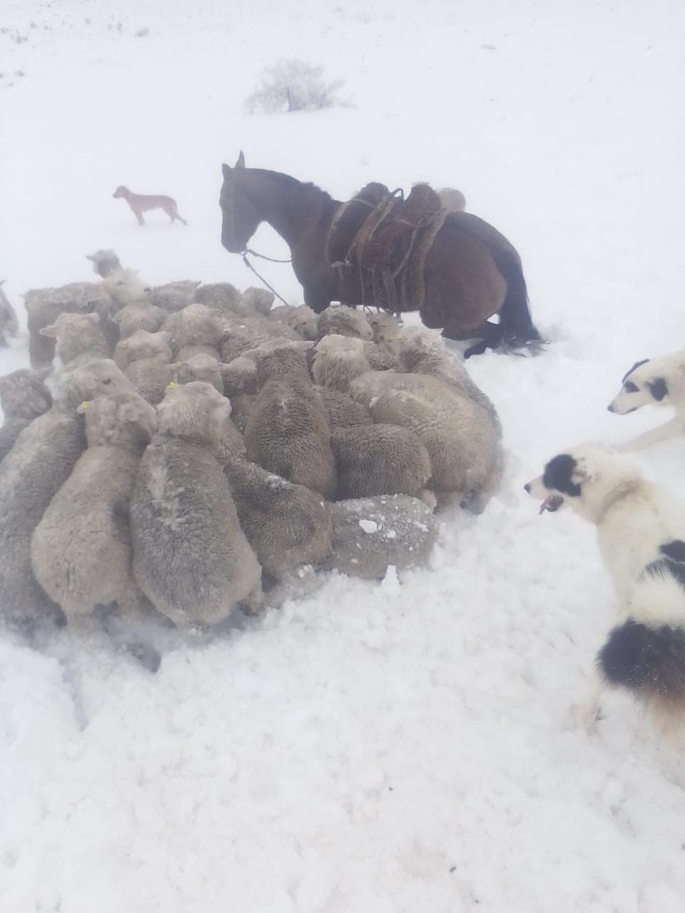 Rodeo ovino en la nieve en la Patagonia