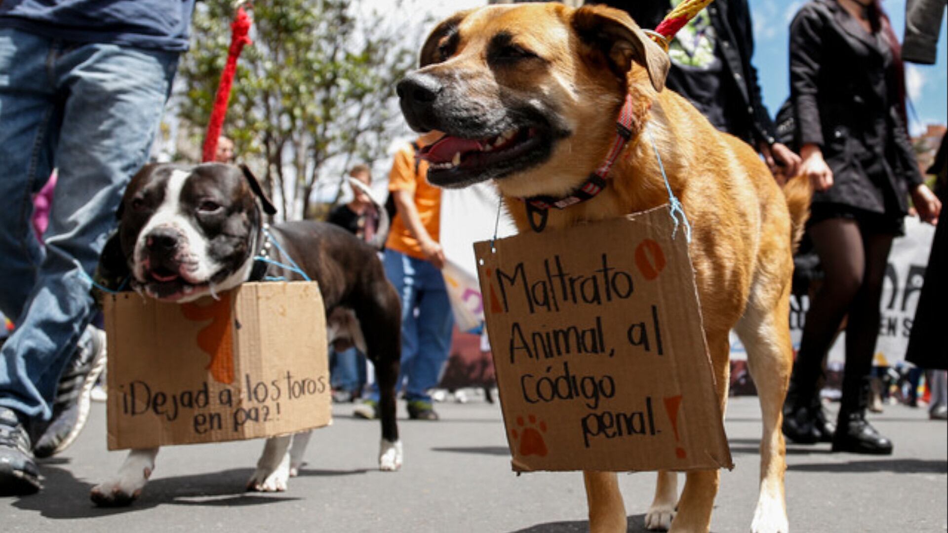 Imagen de referencia de una marcha en contra del maltrato a los animales. Foto: Colprensa