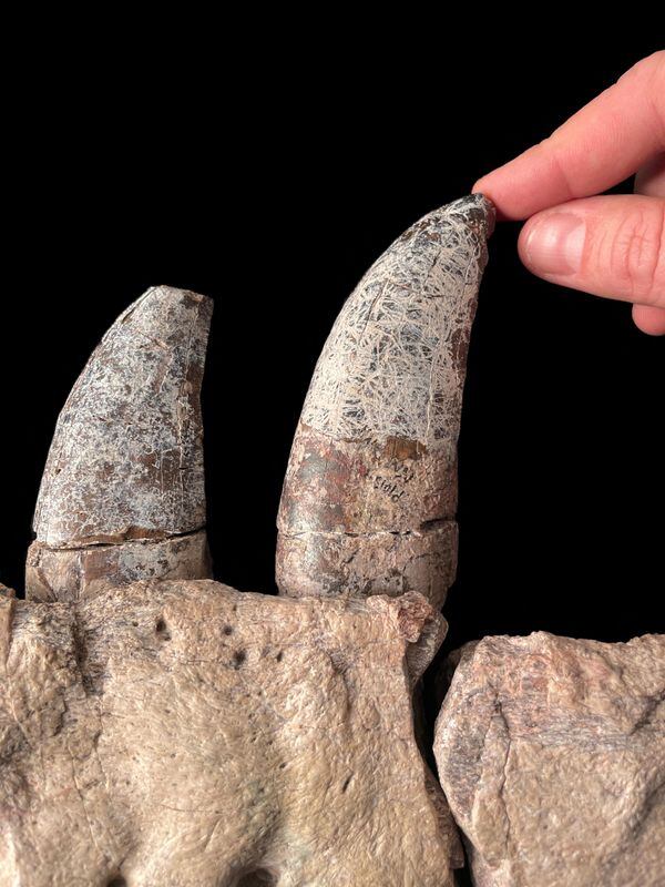 Vista de los dientes de la especie de dinosaurio Tyrannosaurus mcraeensis, de un fósil en el Museo de Historia Natural y Ciencias de Nuevo México en Albuquerque, EE.UU. (U.S. Nick Longrich /Handout via REUTERS)