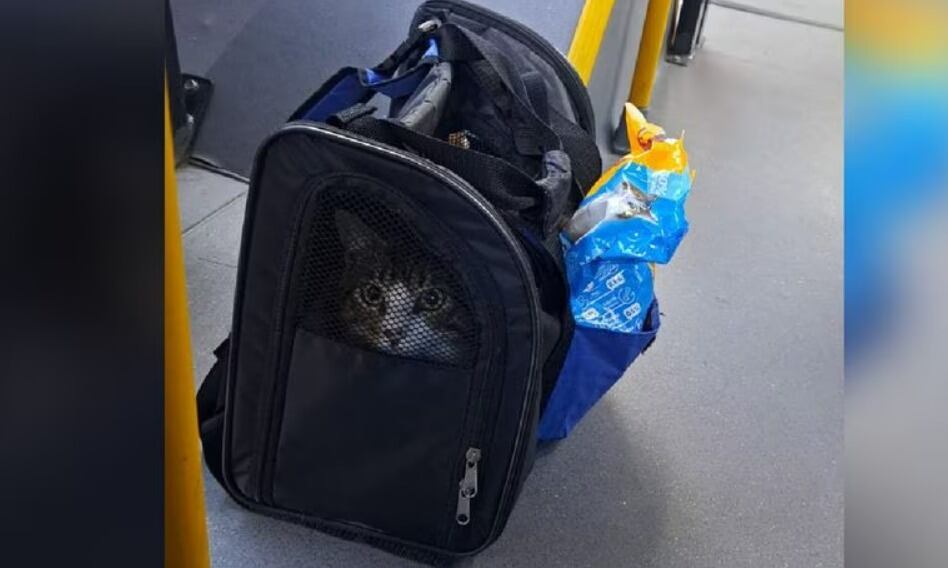 En lo corrido del 2023 se han reportado 30 casos de abandono animal en Transmilenio
Twitter: @TransMilenio