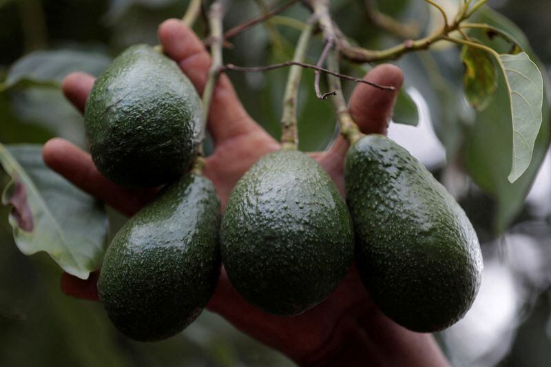 Se dio a conocer que el dirigente del PAN tiene dos ranchos de aguacate. (Foto: Reuters)