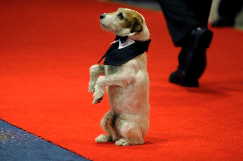 En 2015 Uggie tuvo que ser sacrificado por padecer el sufrimiento de un tumor de próstata (REUTERS/Jonathan Ernst)