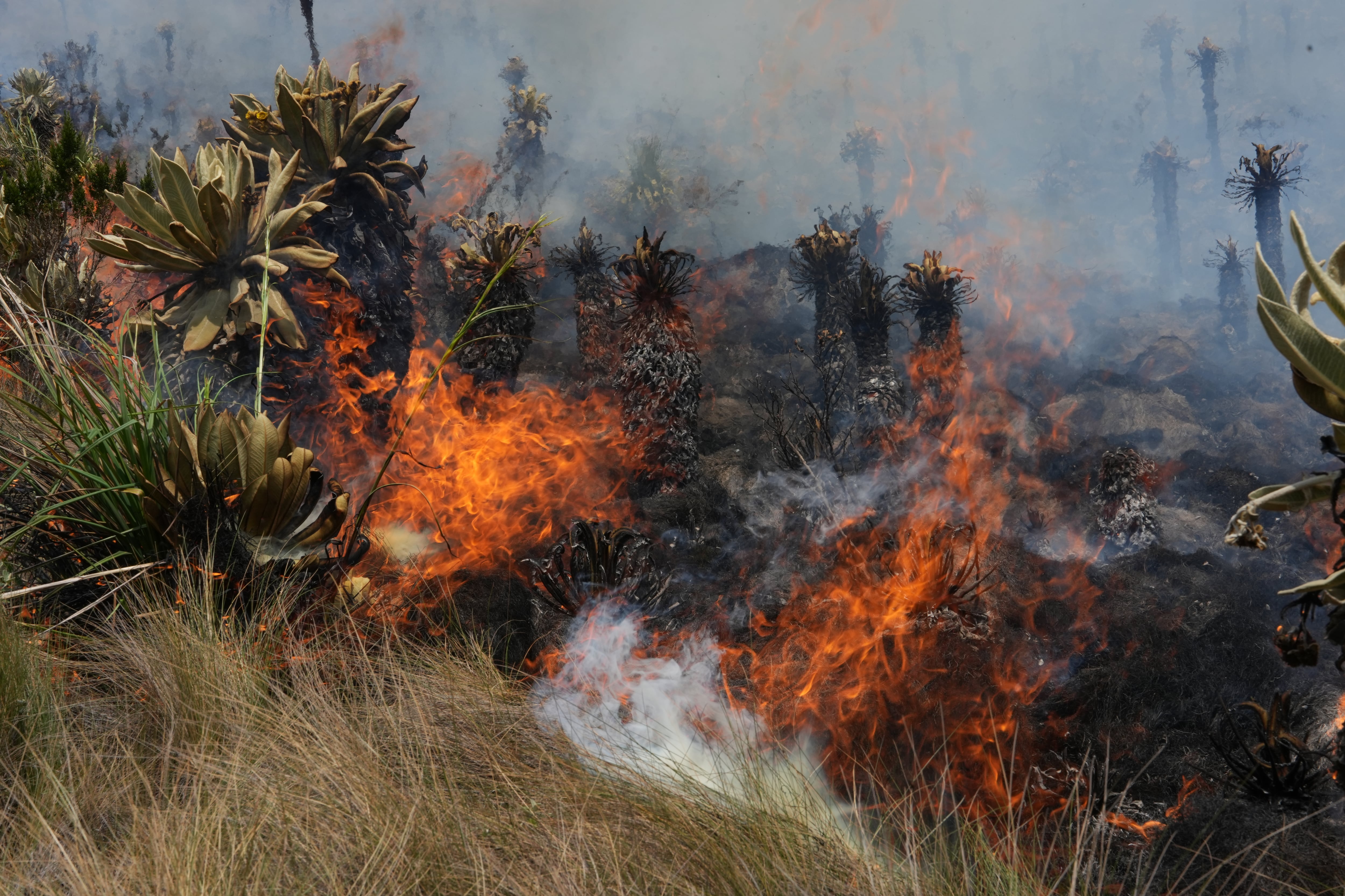 Fotografía de archivo en donde se ve un incendio en la reserva ecológica ecuatoriana El Ángel, en la provincia de Carchi (Ecuador). EFE/ Xavier Montalvo
