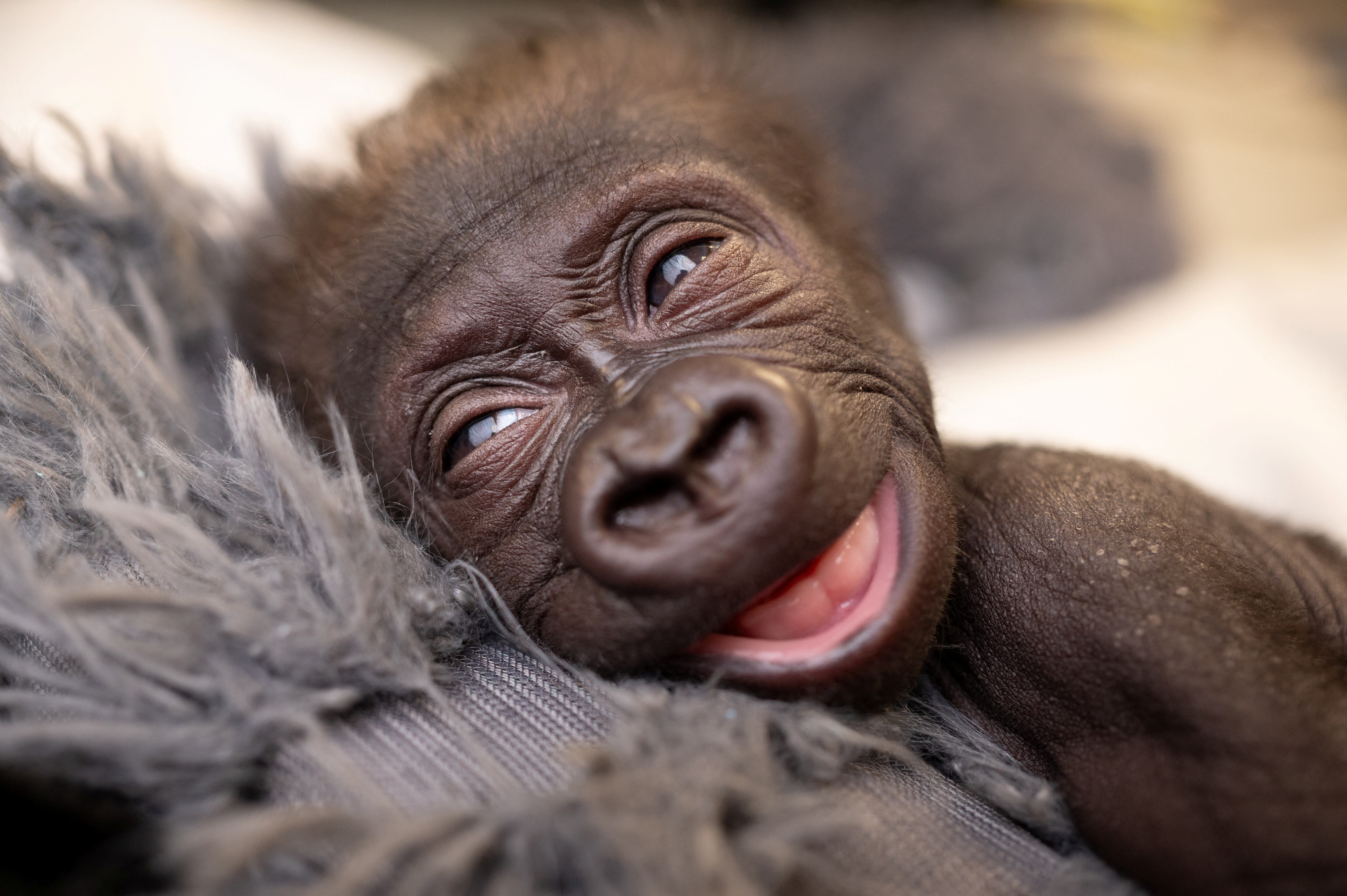 Jameela tuvo que ser trasladada desde Texas hasta Ohio debido a que en su hogar original ninguna de las hembras de la tropa se mostró capaz de criarla. (Fort Worth Zoo/Handout via REUTERS)